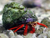 * Scarlett Hermit Crab