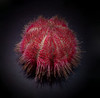 * Pincushion Urchin: Rose Pink