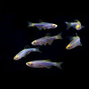 * GloFish® Zebra Danio *LOCAL ONLY, NO OUT OF STATE SHIPPING