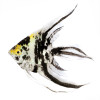 * Marble Veil Angelfish *LOCAL ONLY, NO OUT OF STATE SHIPPING