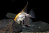 * Gold Marble Angelfish *LOCAL ONLY, NO OUT OF STATE SHIPPING