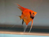* Red Devil Angelfish *LOCAL ONLY, NO OUT OF STATE SHIPPING