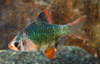 * Green Tiger Barb *LOCAL ONLY, NO OUT OF STATE SHIPPING