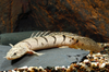 * Delhezi Bichir *LOCAL ONLY, NO OUT OF STATE SHIPPING