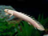 * Senegalus Albino Bichir *LOCAL ONLY, NO OUT OF STATE SHIPPING