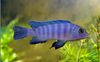 * Cobalt Blue Cichlid *LOCAL ONLY, NO OUT OF STATE SHIPPING