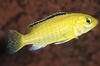 * Electric Yellow Cichlid *LOCAL ONLY, NO OUT OF STATE SHIPPING