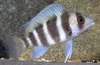 * Frontosa Cichlid Grade B *LOCAL ONLY, NO OUT OF STATE SHIPPING