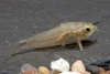 * Pygmy Cory *LOCAL ONLY, NO OUT OF STATE SHIPPING