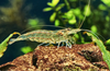 * Amano Shrimp *LOCAL ONLY, NO OUT OF STATE SHIPPING