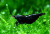 * Black Knight Shrimp *LOCAL ONLY, NO OUT OF STATE SHIPPING