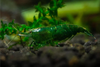 * Green Jade Shrimp *LOCAL ONLY, NO OUT OF STATE SHIPPING