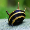 * Spiral Horn Snail *LOCAL ONLY, NO OUT OF STATE SHIPPING