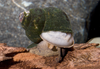 * Japanese Trapdoor Snail *LOCAL ONLY, NO OUT OF STATE SHIPPING