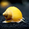 * Gold Mystery Snails *LOCAL ONLY, NO OUT OF STATE SHIPPING