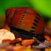 * Tiger Nerite Snail *LOCAL ONLY, NO OUT OF STATE SHIPPING
