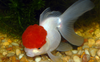 * Red Cap Oranda Goldfish *LOCAL ONLY, NO OUT OF STATE SHIPPING