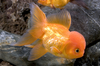 * Red Oranda Goldfish *LOCAL ONLY, NO OUT OF STATE SHIPPING