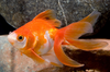 * Red And White Goldfish *LOCAL ONLY, NO OUT OF STATE SHIPPING
