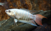 * Paradise Blue Gourami *LOCAL ONLY, NO OUT OF STATE SHIPPING