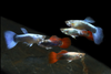* Assorted Female Fancy Guppy *LOCAL ONLY, NO OUT OF STATE SHIPPING