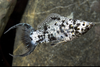 * Dalmation Lyretail Molly *LOCAL ONLY, NO OUT OF STATE SHIPPING