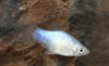 * Blue Wag Platy *LOCAL ONLY, NO OUT OF STATE SHIPPING