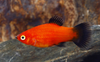 * Red Wag Platy *LOCAL ONLY, NO OUT OF STATE SHIPPING