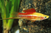 * Pineapple Swordtail *LOCAL ONLY, NO OUT OF STATE SHIPPING