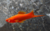 * Red Swordtail *LOCAL ONLY, NO OUT OF STATE SHIPPING