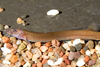 * Black Khuli Loach *LOCAL ONLY, NO OUT OF STATE SHIPPING