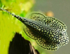 * Hillstream Reticulated Loach *LOCAL ONLY, NO OUT OF STATE SHIPPING