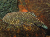 * Polka Dot Hillstream Loach *LOCAL ONLY, NO OUT OF STATE SHIPPING