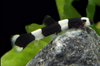 * Panda Loach *LOCAL ONLY, NO OUT OF STATE SHIPPING