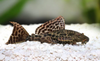 * L-83 Sailfin Pleco *LOCAL ONLY, NO OUT OF STATE SHIPPING