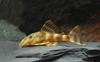 * L-103 Slow Stripe Pleco *LOCAL ONLY, NO OUT OF STATE SHIPPING