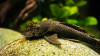 * L-144 Bushynose Pleco *LOCAL ONLY, NO OUT OF STATE SHIPPING