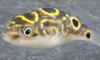 * Figure 8 Puffer *LOCAL ONLY, NO OUT OF STATE SHIPPING