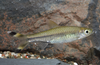 * Scissortail Rasbora *LOCAL ONLY, NO OUT OF STATE SHIPPING