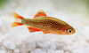 * Galaxy Rasbora *LOCAL ONLY, NO OUT OF STATE SHIPPING