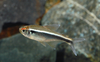 * Black Neon Tetra *LOCAL ONLY, NO OUT OF STATE SHIPPING