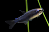 * Blue King Tetra *LOCAL ONLY, NO OUT OF STATE SHIPPING