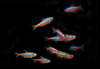* Cardinal Tetra *LOCAL ONLY, NO OUT OF STATE SHIPPING