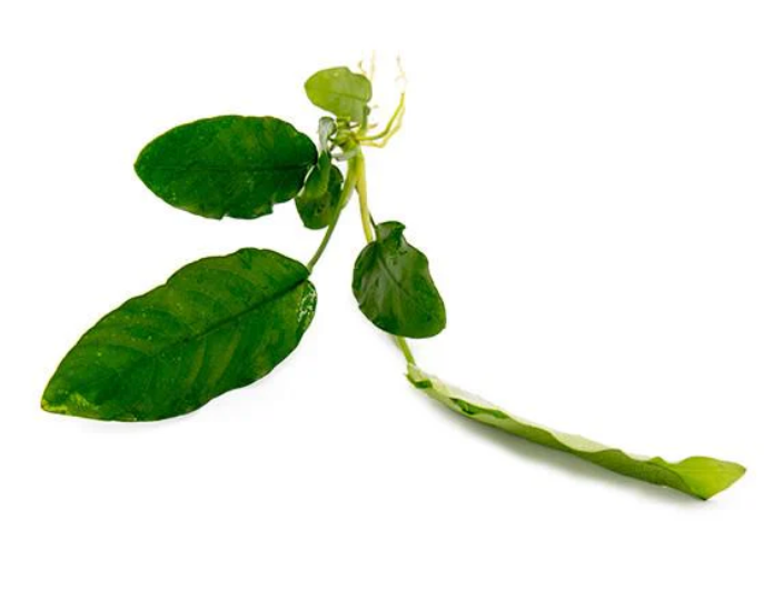 Anubias Barteri (Pot)