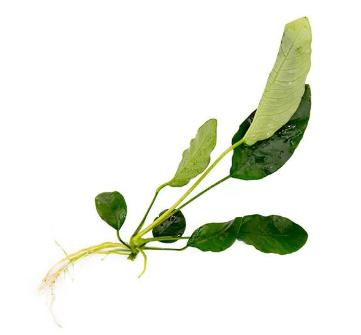 Anubias Barteri (Pot)