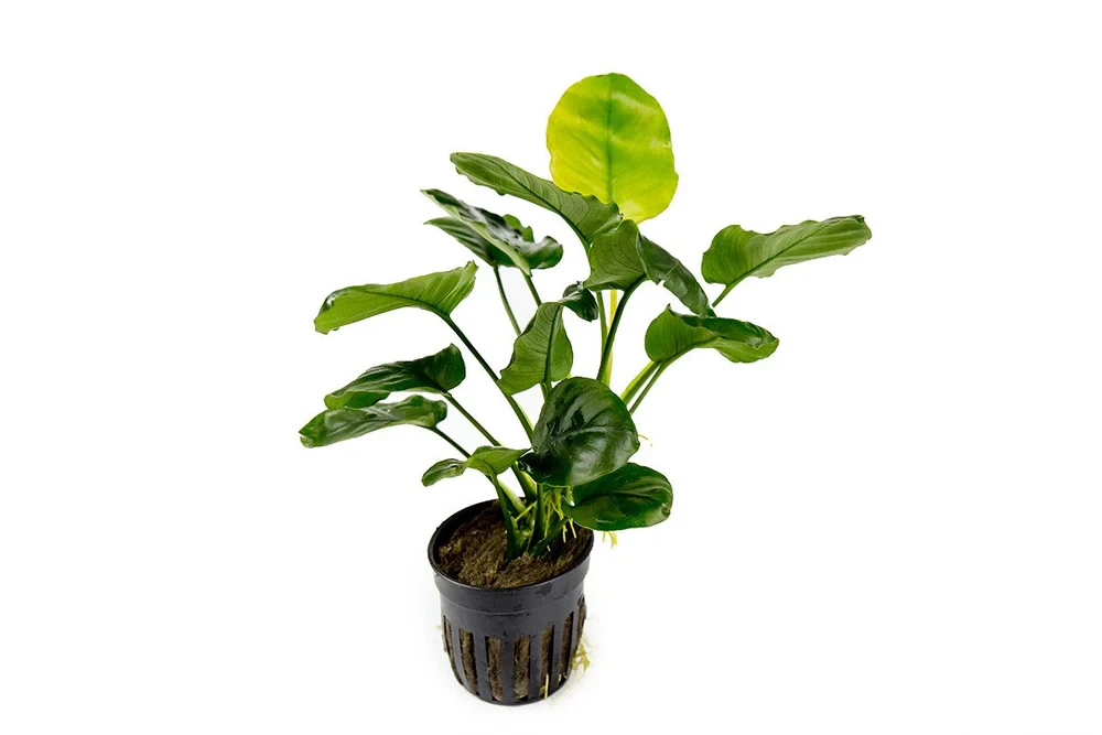 Anubias Barteri Round 'Golden Coin'