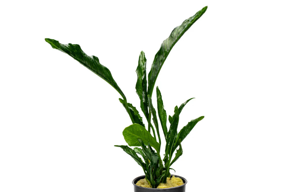 Anubias Heterophylla Supernova