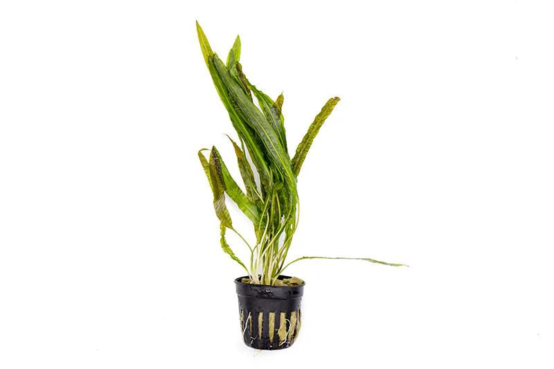 Cryptocoryne Balansae
