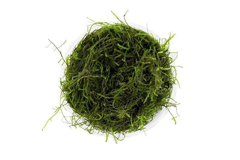 Java Moss