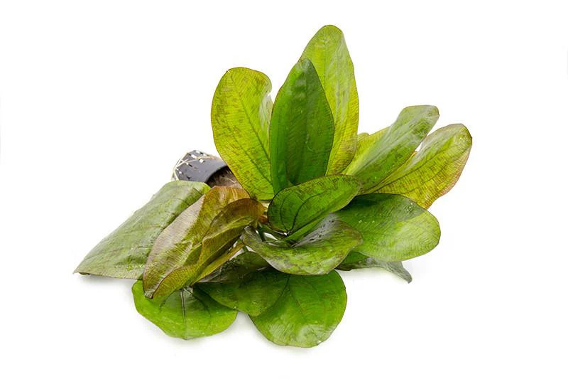 Echinodorus Fancy Twist *PLEASE CONTACT FOR AVAILABILITY BEFORE ORDERING